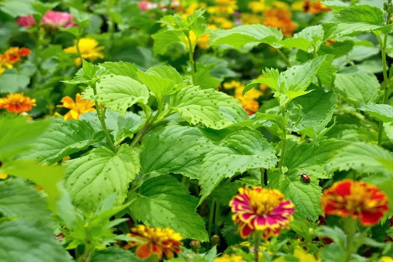 Votre potager en danger ? Découvrez les remèdes anti-pucerons naturels pour sauver vos plantes