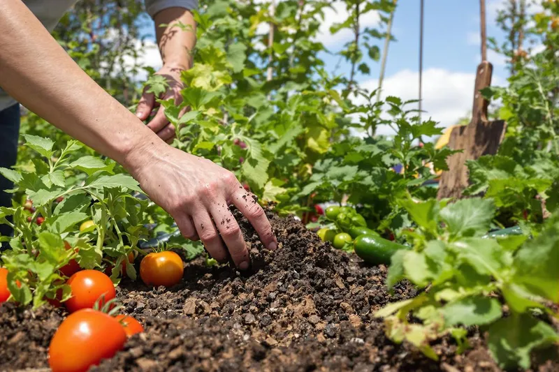 Vous jetez cette terre usée ? Découvrez comment elle peut transformer votre potager grâce à un geste simple