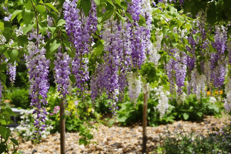 Glycine au jardin : l’erreur courante du printemps qui bloque toute floraison