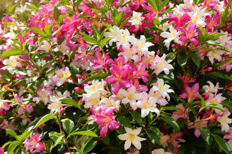 Tailler ou ne pas tailler ? La vérité sur ces formations du laurier-rose que tout le monde se pose !