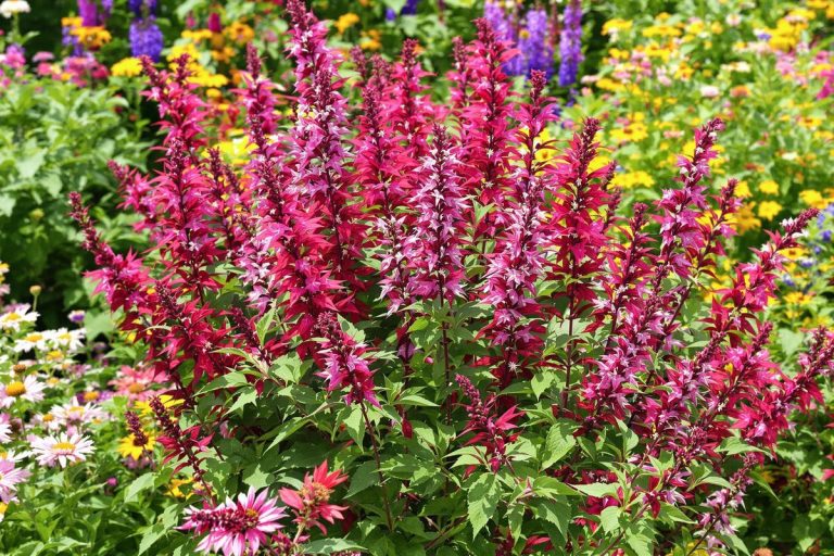 Elle sent divinement bon ! : cette vivace sublime, à planter en avril, embaume le jardin d'un parfum magique.jpg