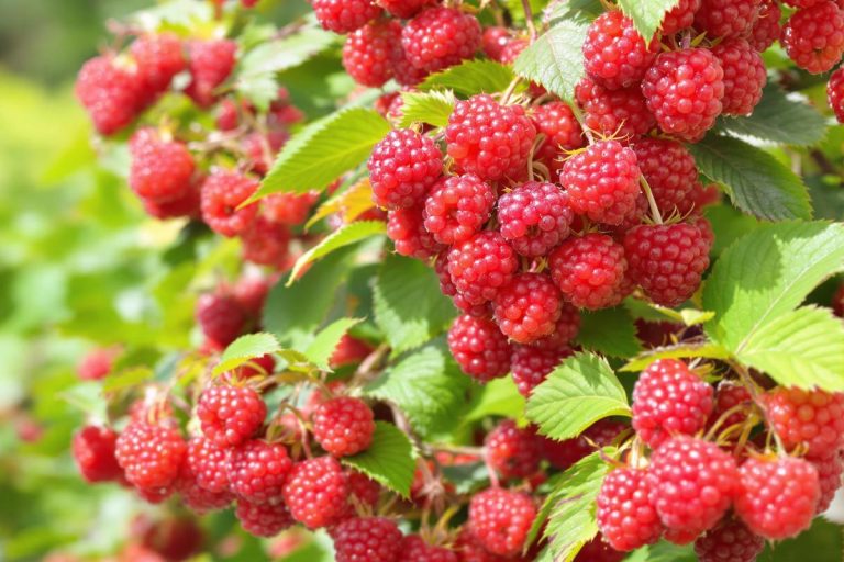 Un seul framboisier suffit… à condition de faire ce geste étonnant pour le multiplier et récolter à foison !.jpg