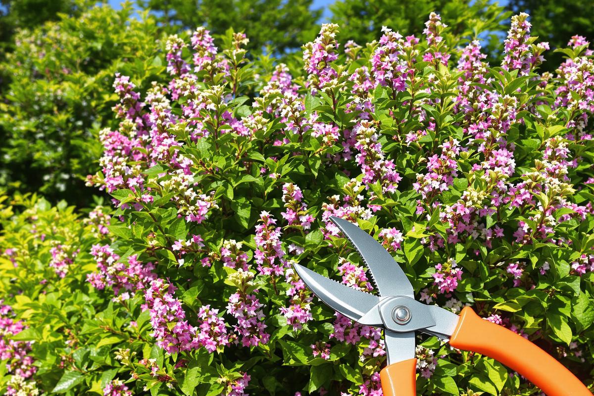 Un simple coup de sécateur au bon endroit dès maintenant… et votre sauge arbustive se couvre de fleurs !