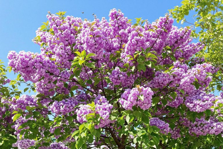 Cet arbre étonnant pousse à toute vitesse, résiste à la chaleur et offre une magnifique floraison au printemps.jpg