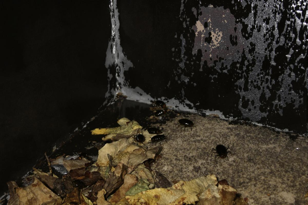 Comment se débarrasser des cloportes dans une maison.jpg