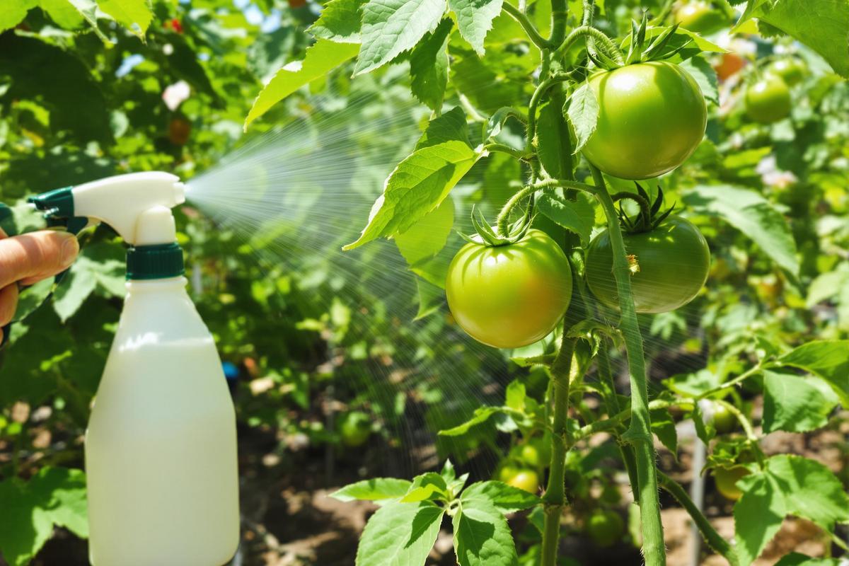 Contre le mildiou et le cul noir, ouvrez votre frigo : cet ingrédient naturel fait des merveilles sur vos tomates.jpg