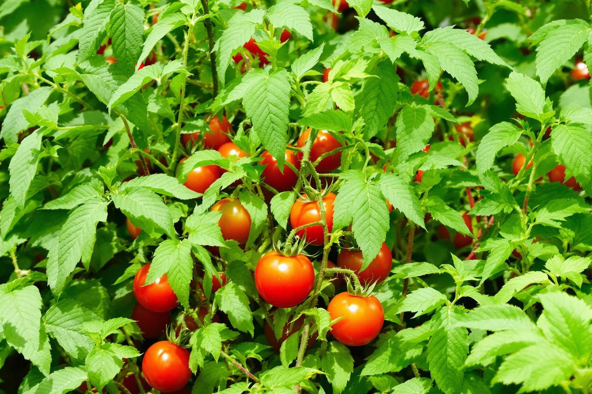 Une poignée d’orties sous les tomates change tout, les maraîchers le savent bien.jpg