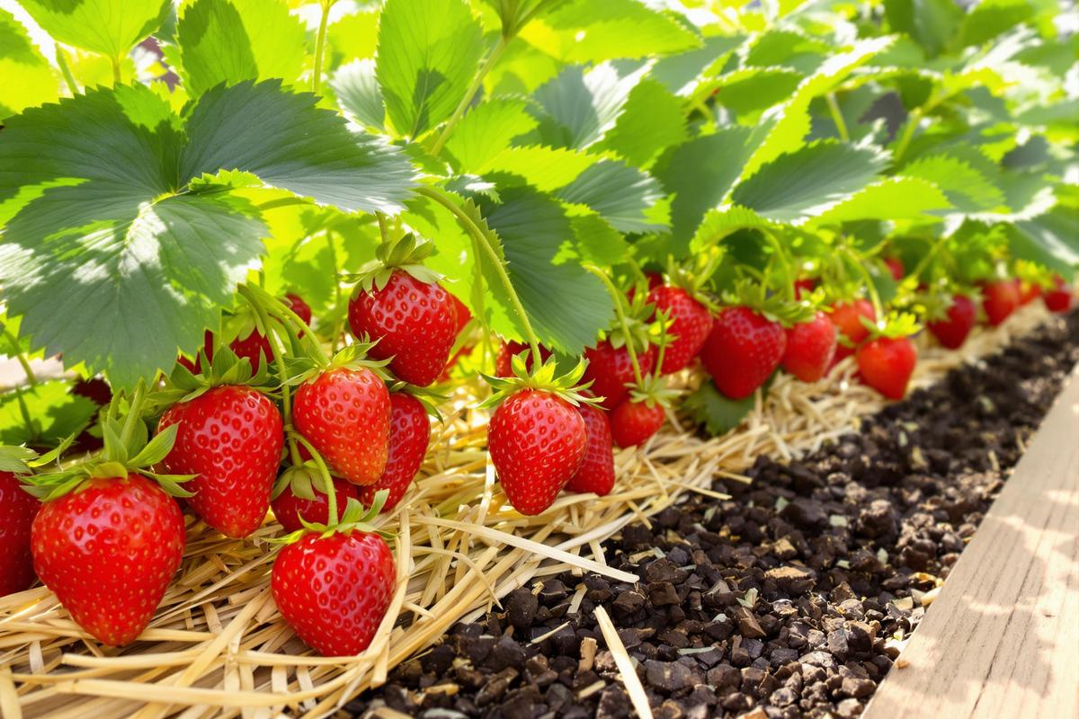 Vos fraises pourrissent avant même d’être rouges ? L'astuce simple qui règle ce problème trop fréquent.jpg