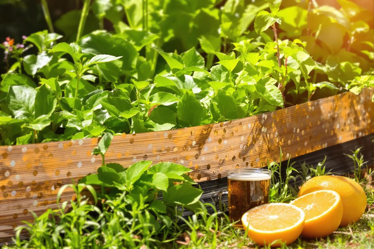 Le secret des vieux jardiniers pour repousser les limaces sans rien acheter.jpg